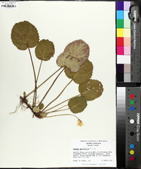 Shortia galacifolia image