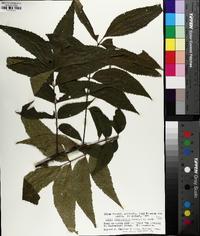 Carya illinoinensis image