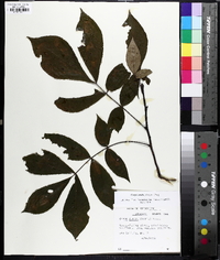 Carya ovalis image