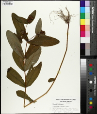 Triadenum tubulosum image