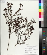 Hypericum fasciculatum image