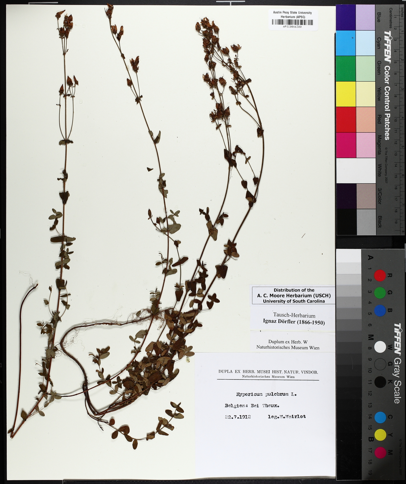 Hypericum pulchrum image