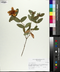 Hypericum frondosum image