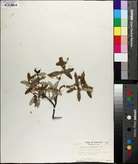 Hypericum frondosum image