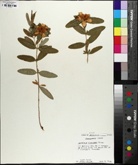 Hypericum frondosum image