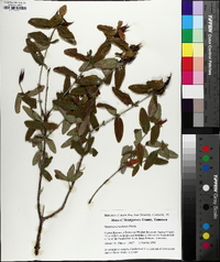 Hypericum frondosum image