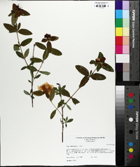 Hypericum frondosum image