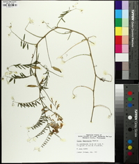 Vicia villosa subsp. varia image