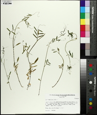 Vicia minutiflora image