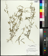 Vicia minutiflora image