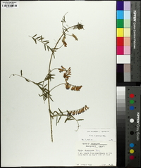 Vicia villosa subsp. varia image