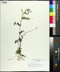 Vicia caroliniana image