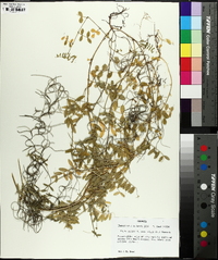 Vicia sativa subsp. nigra image