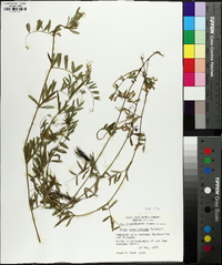 Vicia sativa subsp. nigra image