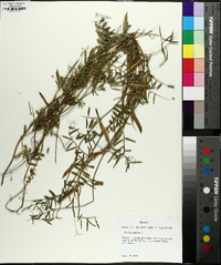 Vicia sativa subsp. nigra image