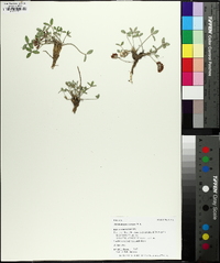 Trifolium gymnocarpon image