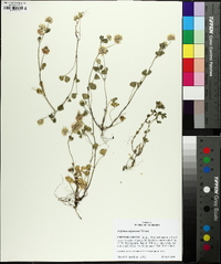 Trifolium nigrescens image