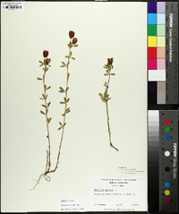 Trifolium aureum image