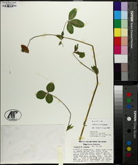 Trifolium reflexum image