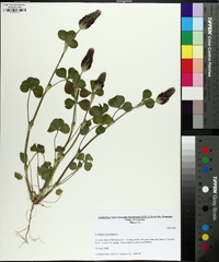 Trifolium incarnatum image