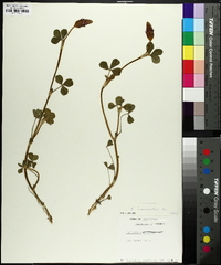 Trifolium incarnatum image