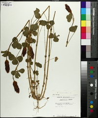 Trifolium incarnatum image