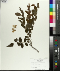 Robinia elliottii image