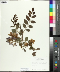 Robinia hispida image