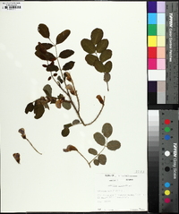 Robinia hispida image