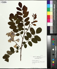 Robinia hispida image