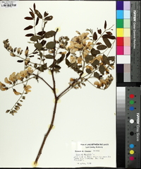 Robinia hispida image