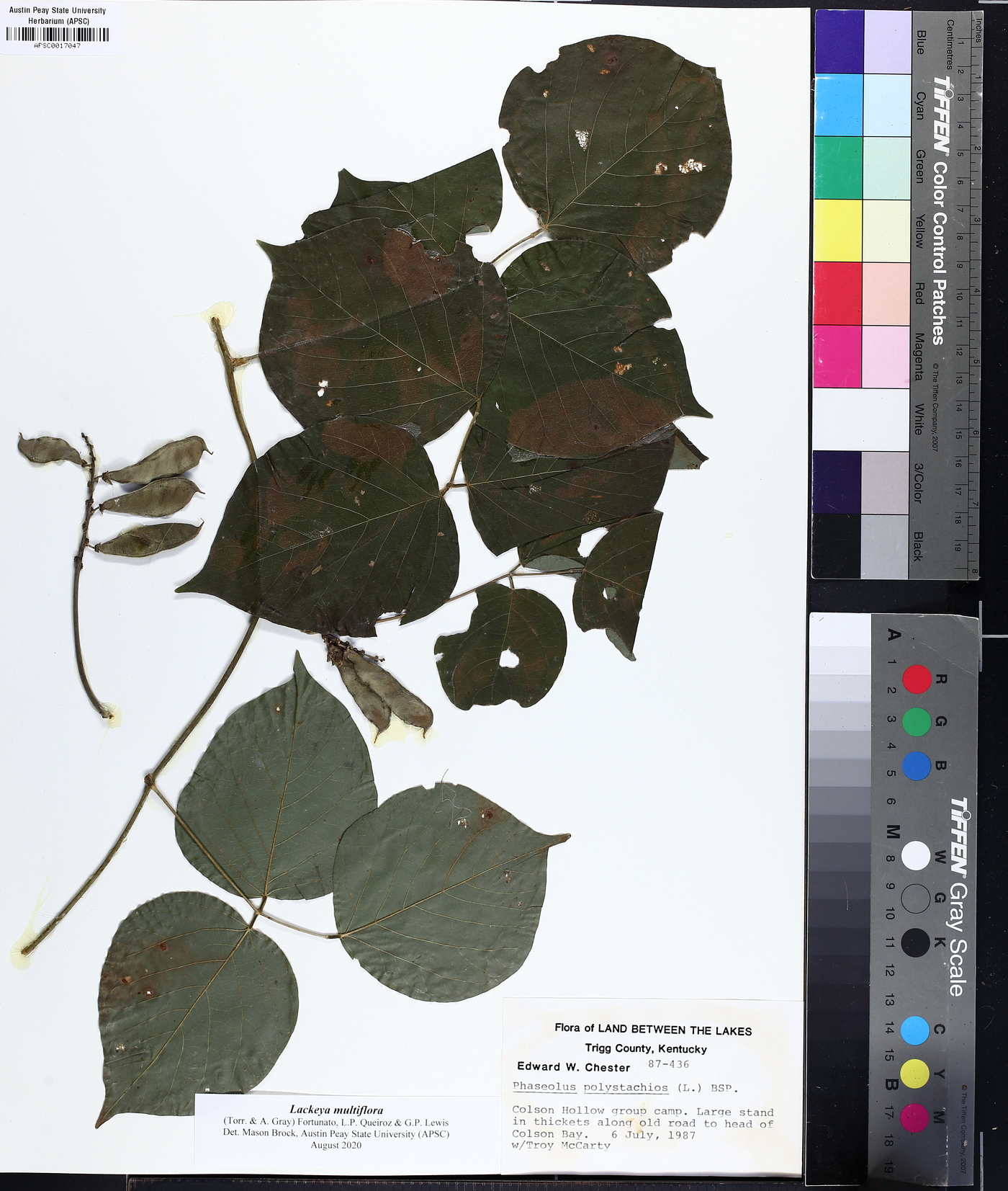 Lackeya multiflora image