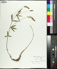 Orbexilum pedunculatum image