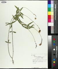 Orbexilum pedunculatum image