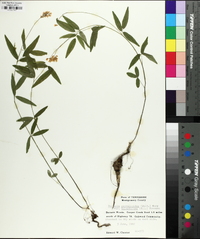 Orbexilum pedunculatum image