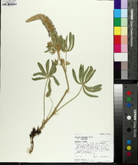 Lupinus sericeus image