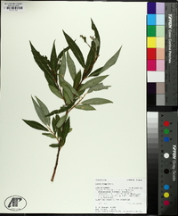 Salix × fragilis image