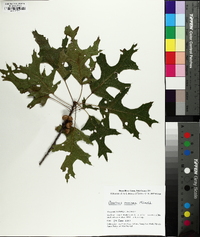 Quercus coccinea image