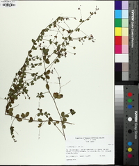 Lespedeza repens image