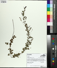 Lespedeza repens image