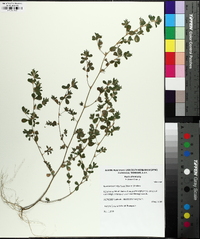 Kummerowia stipulacea image