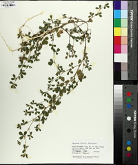 Kummerowia stipulacea image