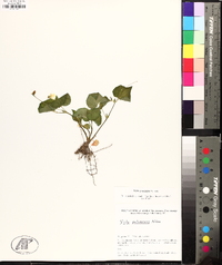 Viola pubescens var. scabriuscula image