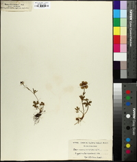 Ranunculus montanus image