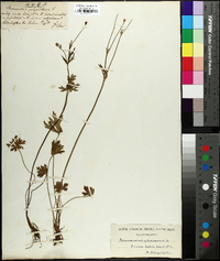 Ranunculus polyanthemos image