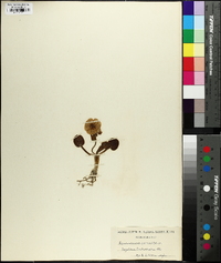 Ranunculus parnassifolius image