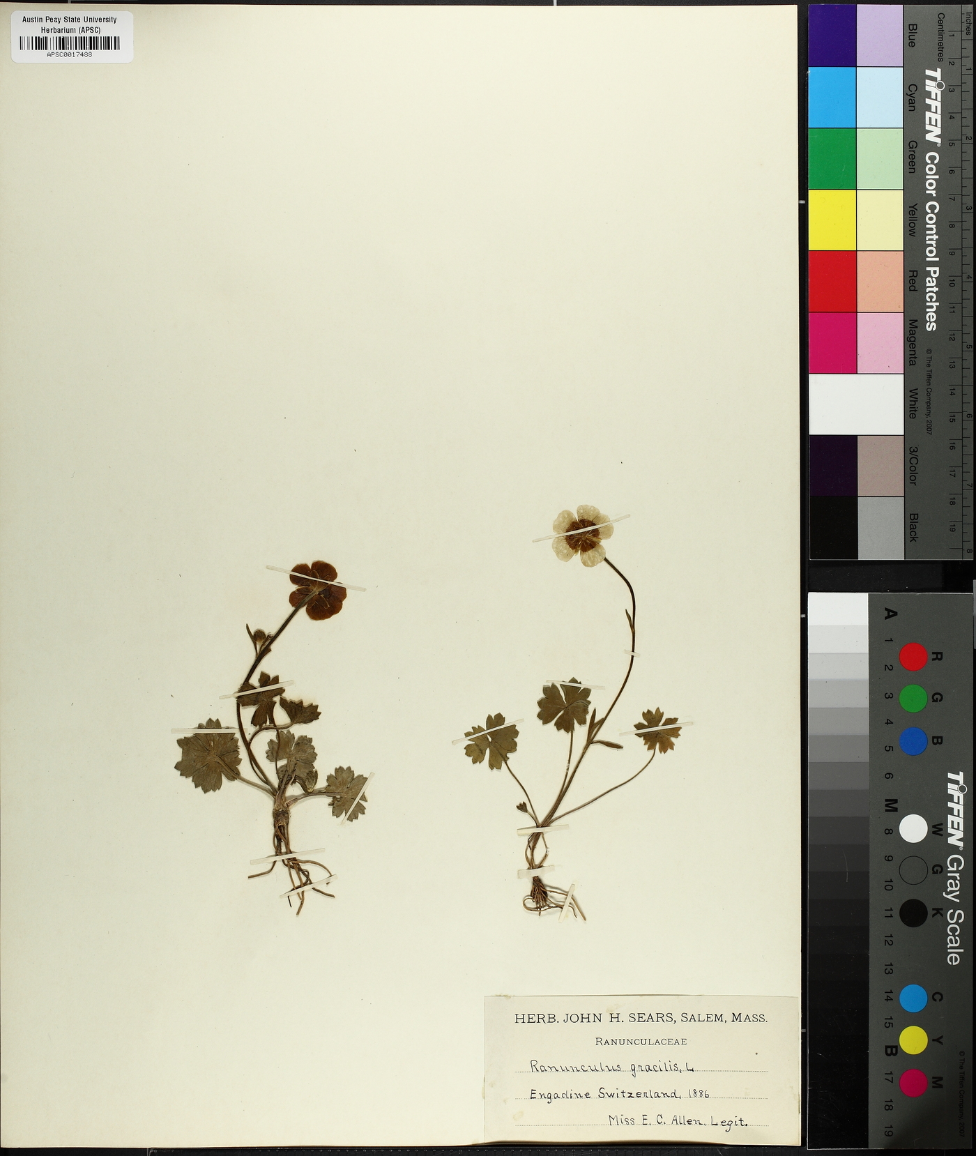Ranunculus gracilis image
