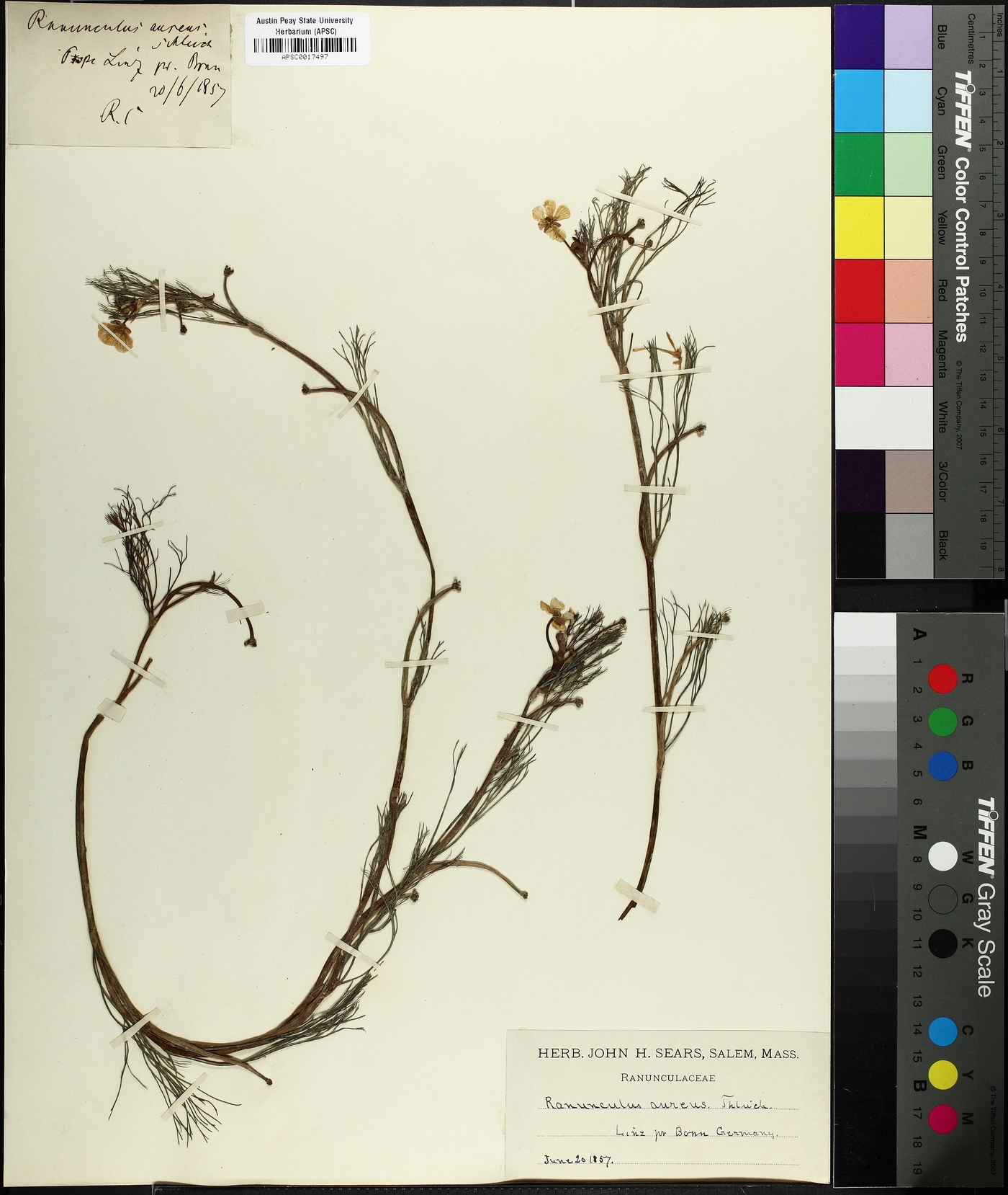 Ranunculus serpens subsp. nemorosus image