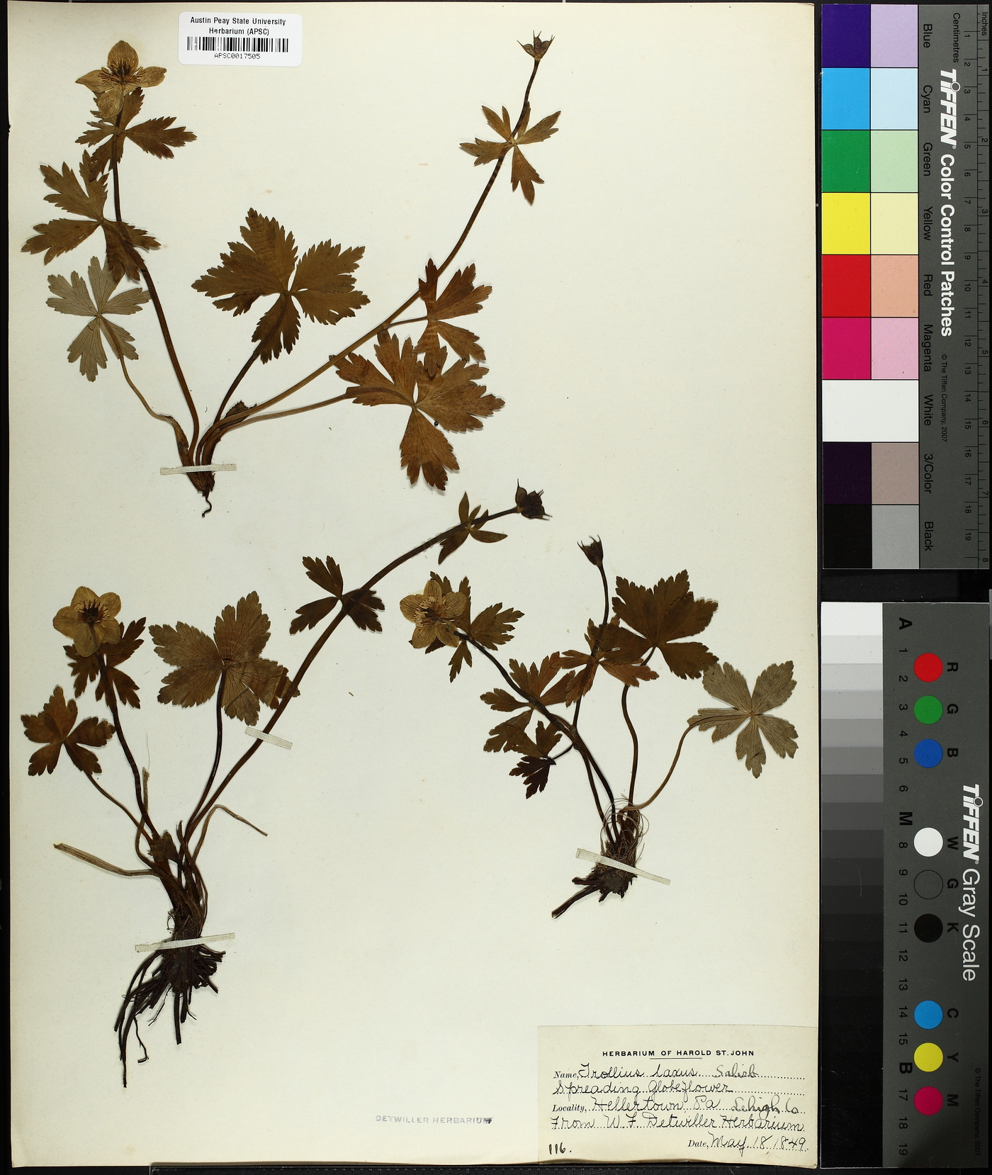Trollius laxus image