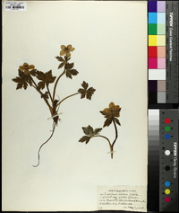 Trollius laxus image